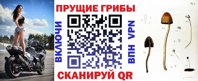 Псилоцибиновые грибы мицелий  Купить где  Кедровый 
